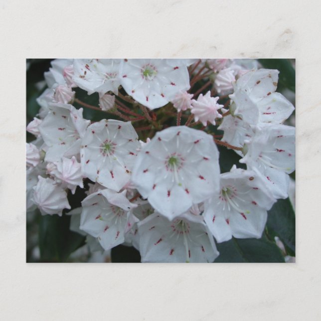 Cartão Postal Mountain Laurel Blossoms Postcard (Frente)