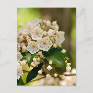 Cartão Postal Mountain Laurel em floração