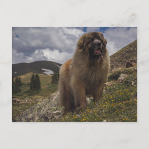 Cartão Postal Mountain Leonberger