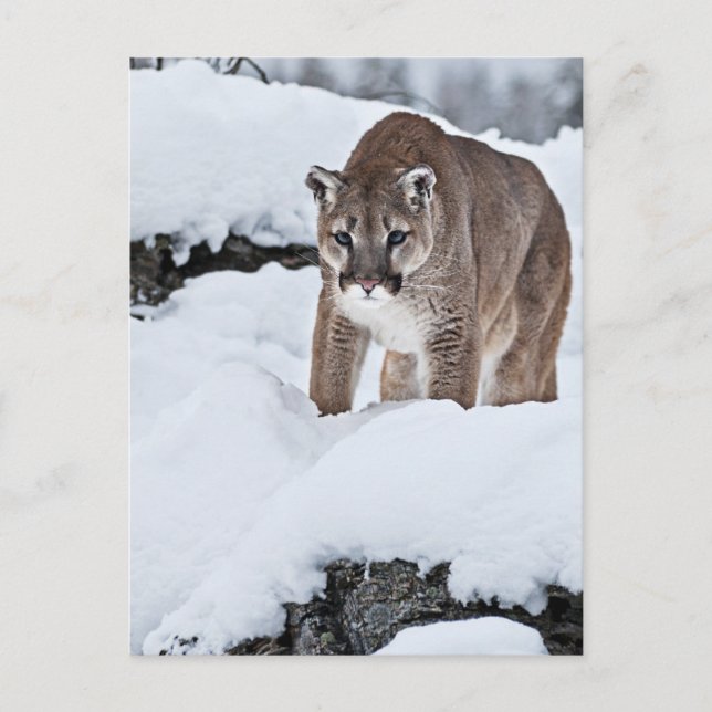Cartão Postal Mountain Lion in the Snow (Frente)