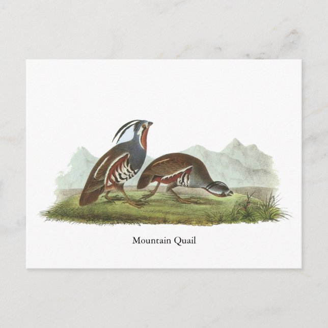 Cartão Postal Mountain Quail, John Audubon (Frente)
