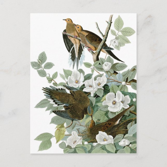 Cartão Postal Mourning Dove, John James Audubon Fine (Frente)