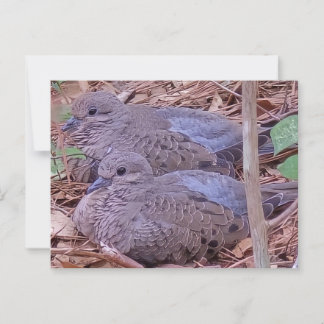 Cartão Postal Mourning Doves