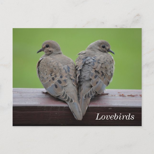 Cartão Postal Mourning Doves (Frente)