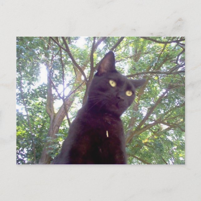 Cartão Postal Mouschi (Frente)