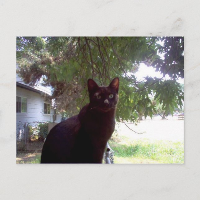 Cartão Postal Mouschi (Frente)