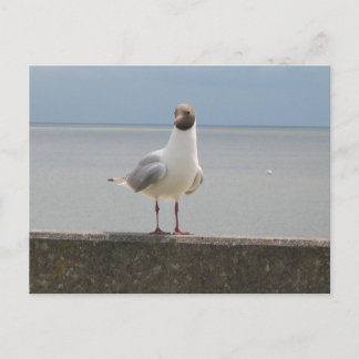 Cartão Postal Möwe auf der Mauer e der Nordsee