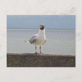 Cartão Postal Möwe auf der Mauer e der Nordsee