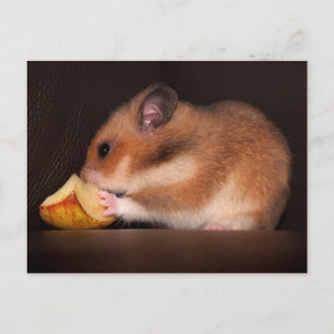 Cartão Postal Mowsie Postcard