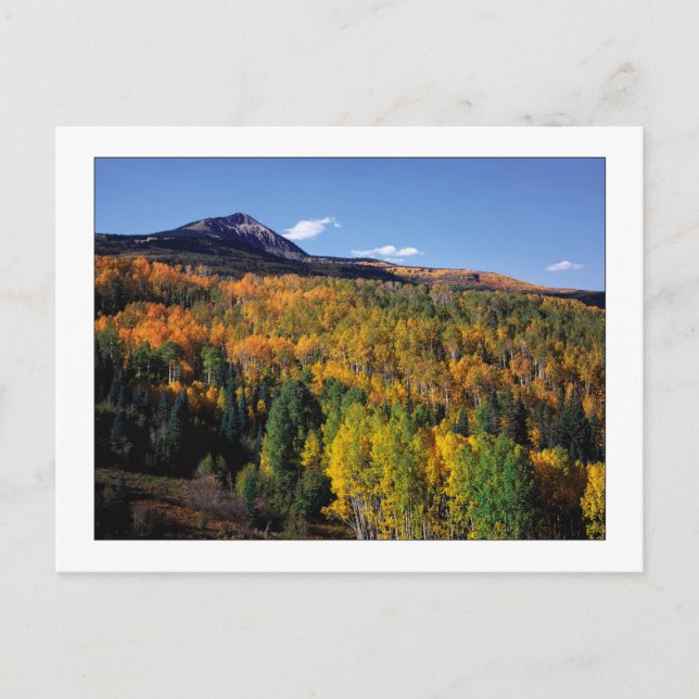 Cartão Postal "Mt. Baldy - Aspen Tree Flow" (Frente)