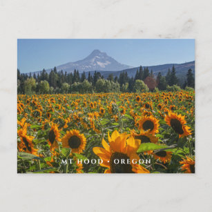 Cartão Postal Mt Hood   Oregon