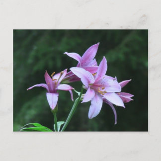 Cartão Postal Mt Jefferson Oregon Flora Flower Botany Wilflower