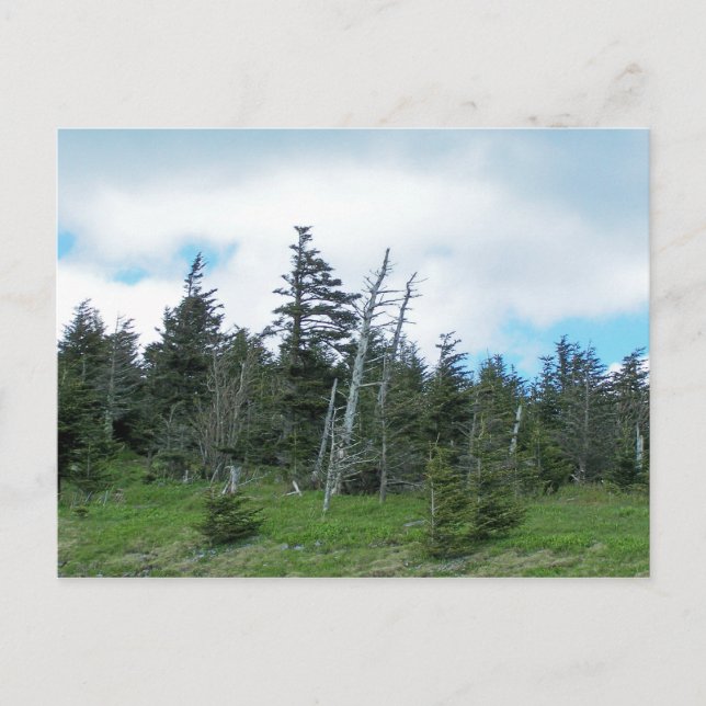 Cartão Postal Mt. Mitchell (Frente)