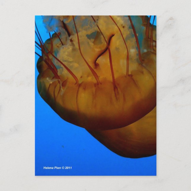 CARTÃO POSTAL MTV 1 (Frente)