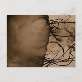 CARTÃO POSTAL MTV 5