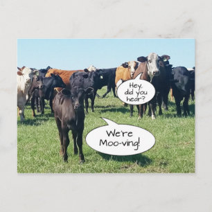 Cartão Postal Mudança de endereço Vacas que estamos vivendo