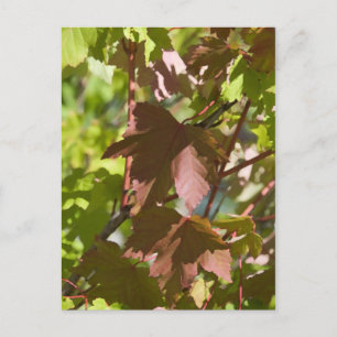 Cartão Postal Mudando Folhas de outono