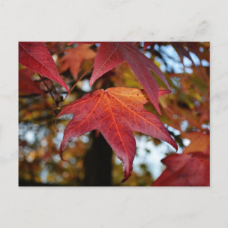Cartão Postal Mudando Folhas do outono