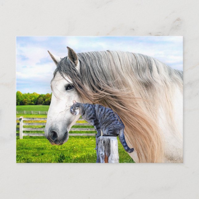 Cartão Postal "Muffin & Saraband" (Frente)