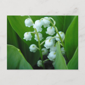 Cartão Postal Muguet