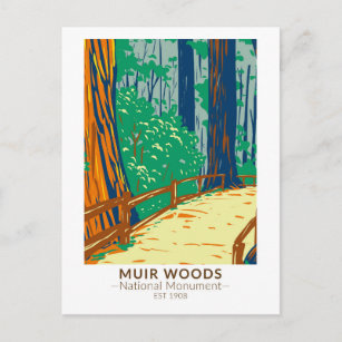 Cartão Postal Muir Woods National Monument California Vintage