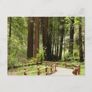 Cartão Postal Muir Woods Path I Nature Photoics