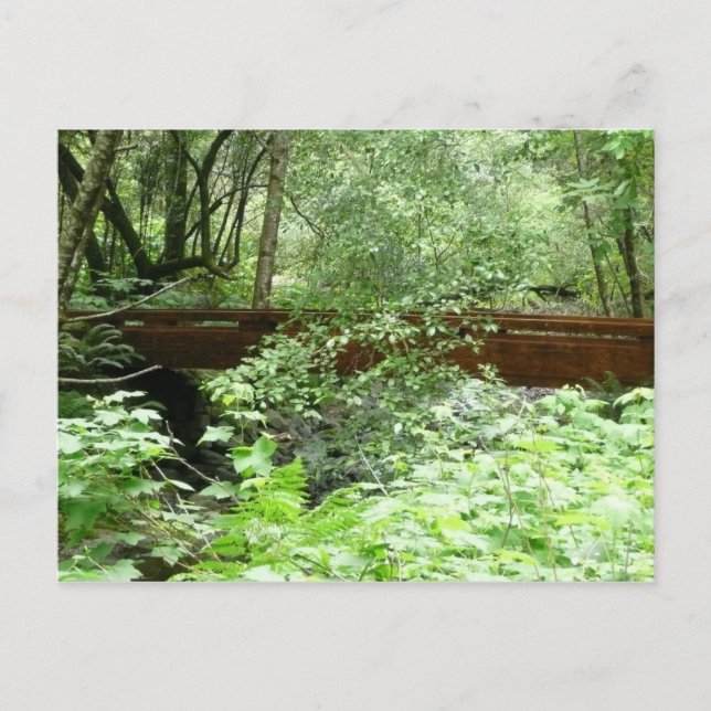 Cartão Postal Muir Woods Ponte I (Frente)