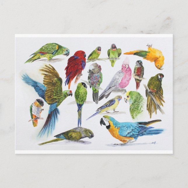 Cartão Postal Muitas e muitas peças em muitos e muitos presentes (Frente)