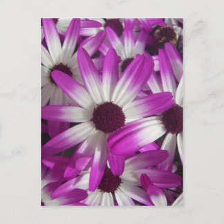 Cartão Postal Muitas Flores