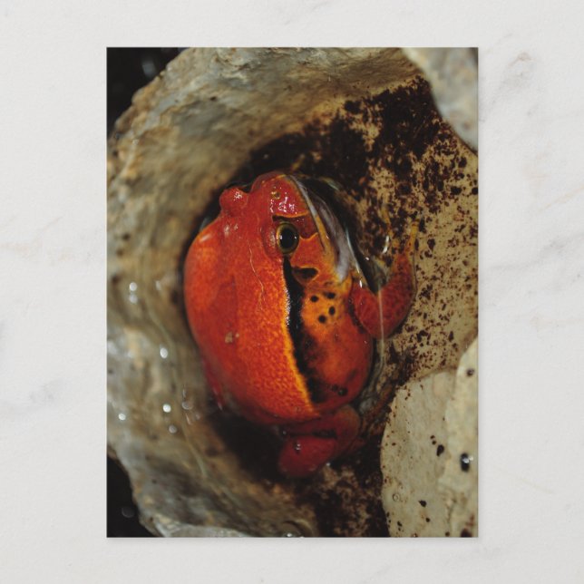 Cartão Postal Muito bom sapo de tomate. Sapo com cor incomum. (Frente)