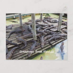 Cartão Postal muitos jacarés bebês