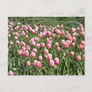 CARTÃO POSTAL MUITOS TULIPS