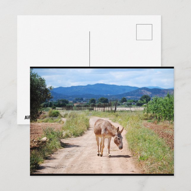 Cartão Postal Mula Espanhola em Estrada Rural (Frente/Verso)