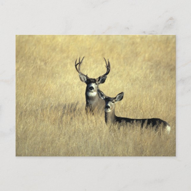 Cartão Postal Mule Deer Buck - Doe (Frente)