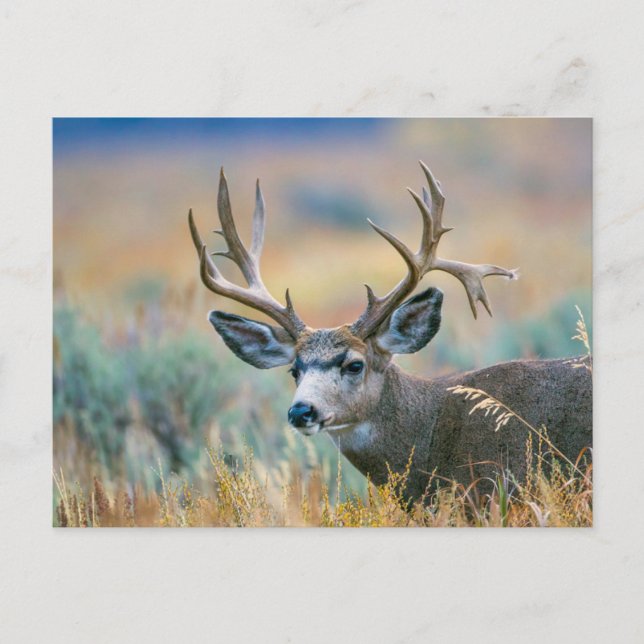Cartão Postal Mule Deer Buck | Grand Teton National Park Wyoming (Frente)