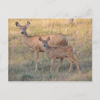 Cartão Postal Mule Deer Doe e Fawn