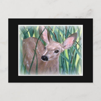 Cartão Postal Mule Deer Fawn