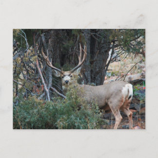 Cartão Postal Mule deer spur buck