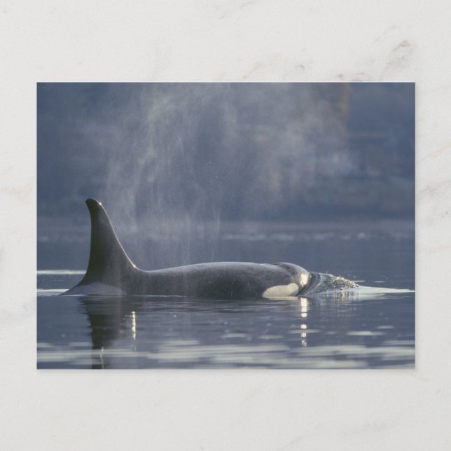 Cartão Postal Mulher adulta Orca (Orcinus Orca), Puget (Frente)