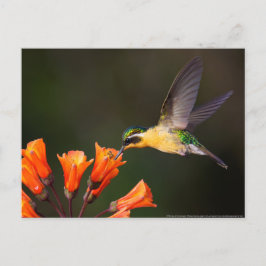 Cartão Postal Mulher Belo Hummingbird