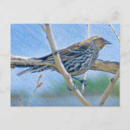 Cartão Postal Mulher Redwing Blackbird
