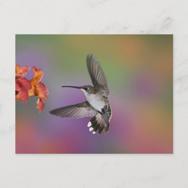 Cartão Postal Mulher Ruby Throated Hummingbird em voo (Frente)