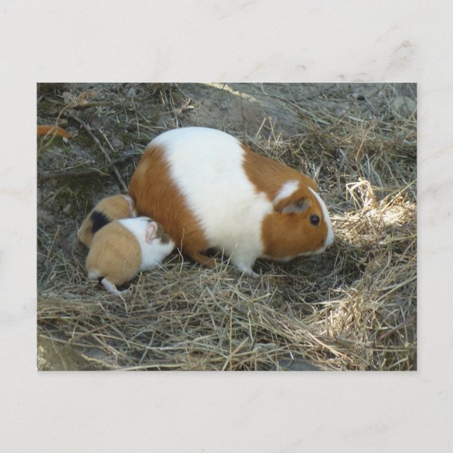 Cartão Postal Mummy Guiné Pig (Frente)