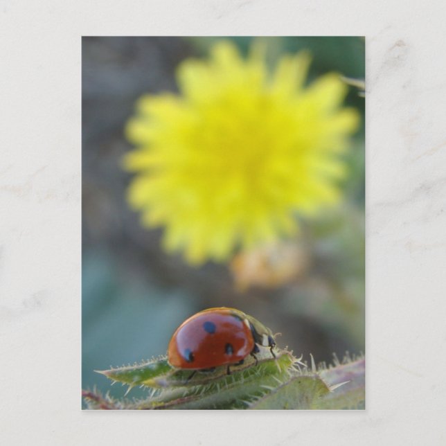 Cartão postal mundial de Ladybug (Frente)