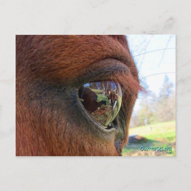 Cartão postal mundial Sundance (Frente)