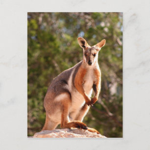 Cartão Postal Muralha de pés amarelos australiana