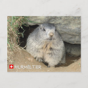 Cartão Postal Murmeltier, Schweiz / Marmot, Suiça