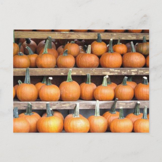 Cartão Postal Muro de Abóbora do Halloween (Frente)