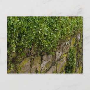 Cartão Postal Muro De Ivy