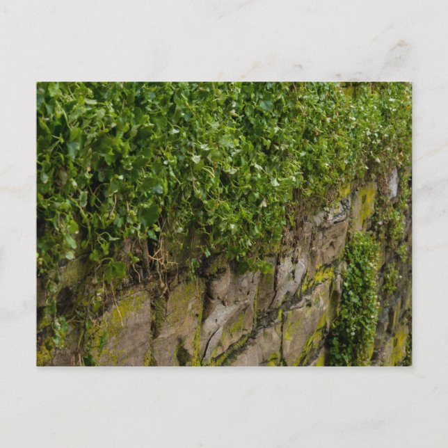 Cartão Postal Muro De Ivy (Frente)
